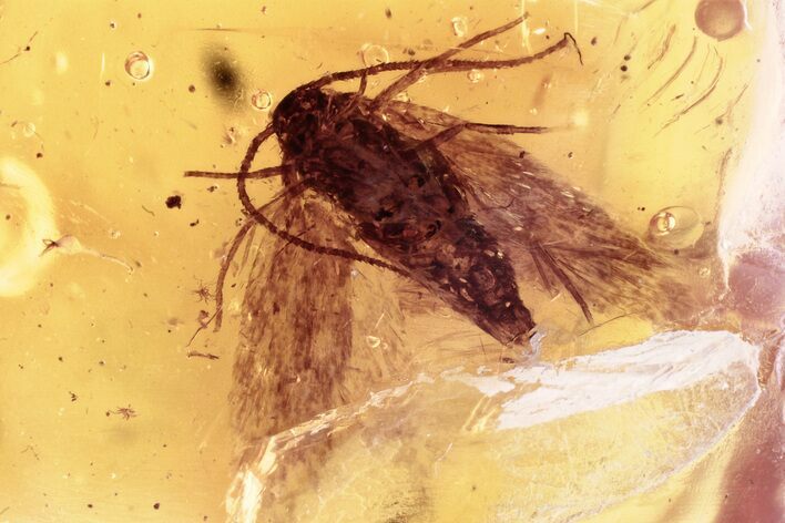 Detailed Fossil Moth (Lepidoptera) in Baltic Amber #352732
